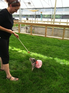 Target training Kwynn, the micro-mini pig at a consultation at The Animal Behavior Center.