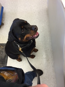 Quincy sitting at the checkout line of a pet store. She received both treats and attention as a reinforcer for this desired behavior.