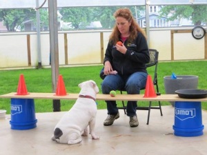 Training a deaf dog to touch a matching object.